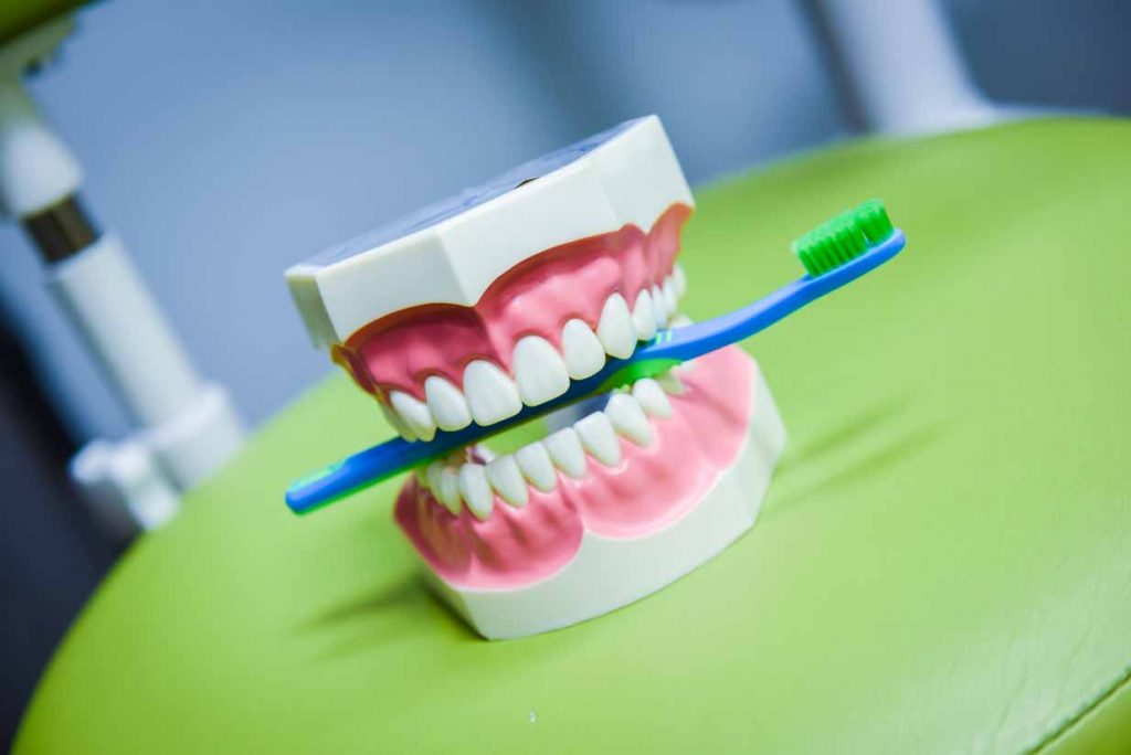 Tooth Model | Grace Family Dental | Airdrie Dentist